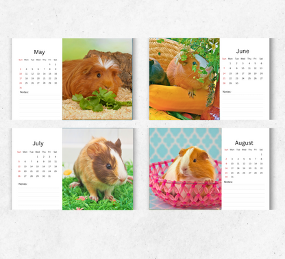 Guinea Pig Desk Calendar 2026-2027