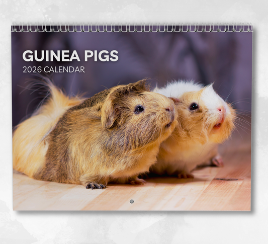 Guinea Pig Calendar 2026