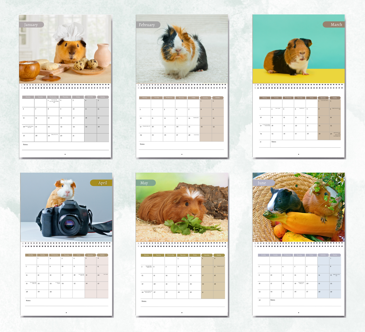 Guinea Pig Calendar 2026