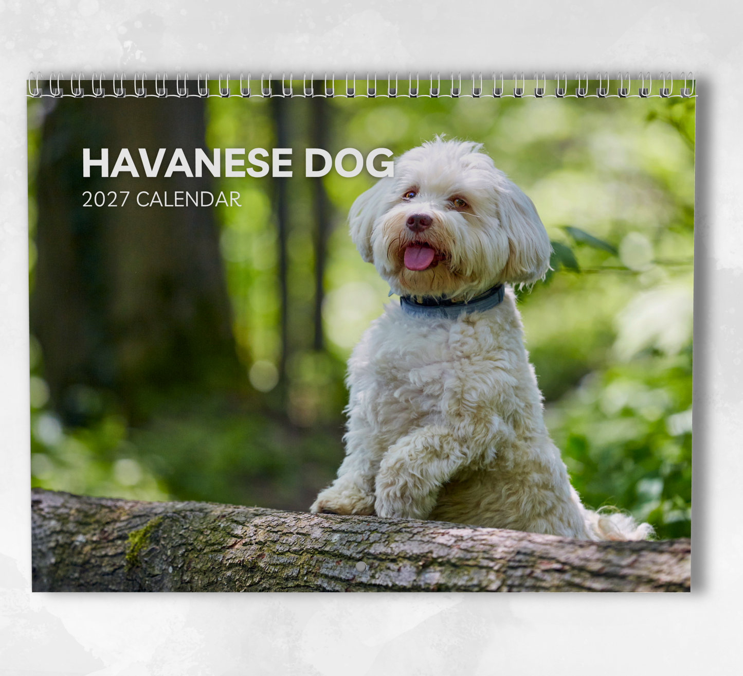 Havanese Dog Calendar 2027