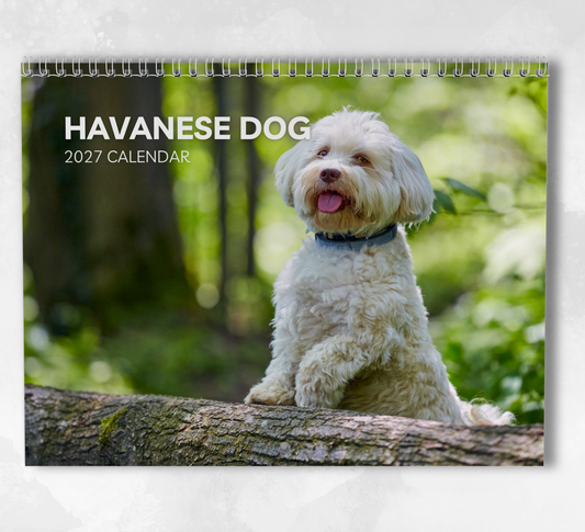 Havanese Dog Calendar 2027