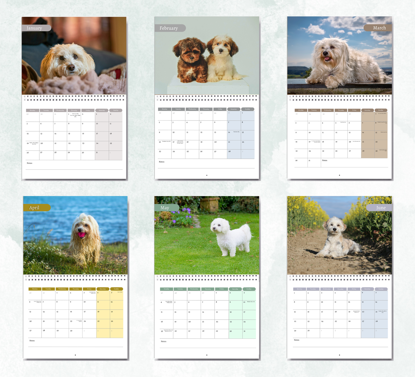 Havanese Dog Calendar 2027