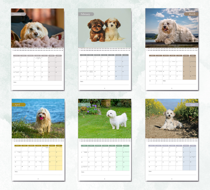 Havanese Dog Calendar 2027