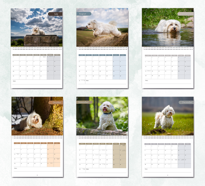 Havanese Dog Calendar 2027