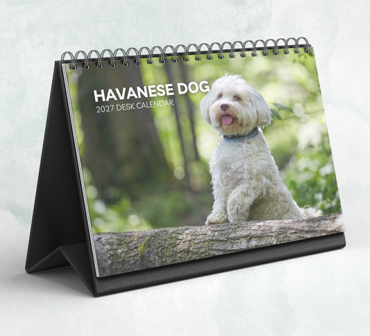 Havanese Dog Desk Calendar 2027-2028