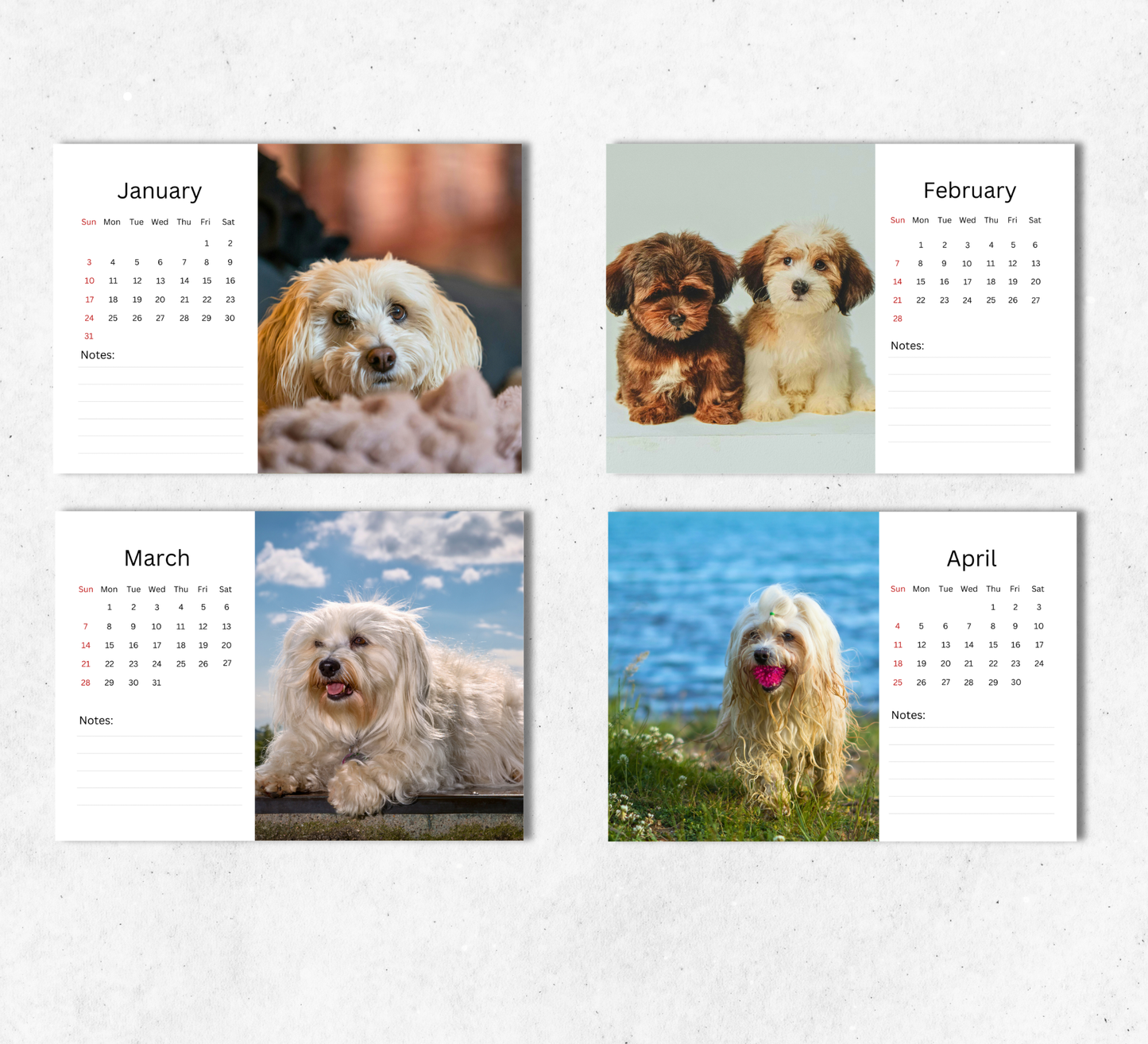 Havanese Dog Desk Calendar 2027-2028