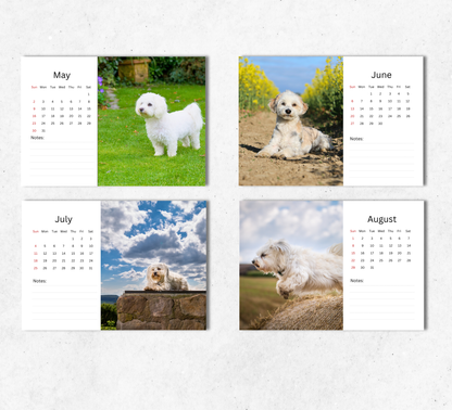 Havanese Dog Desk Calendar 2027-2028