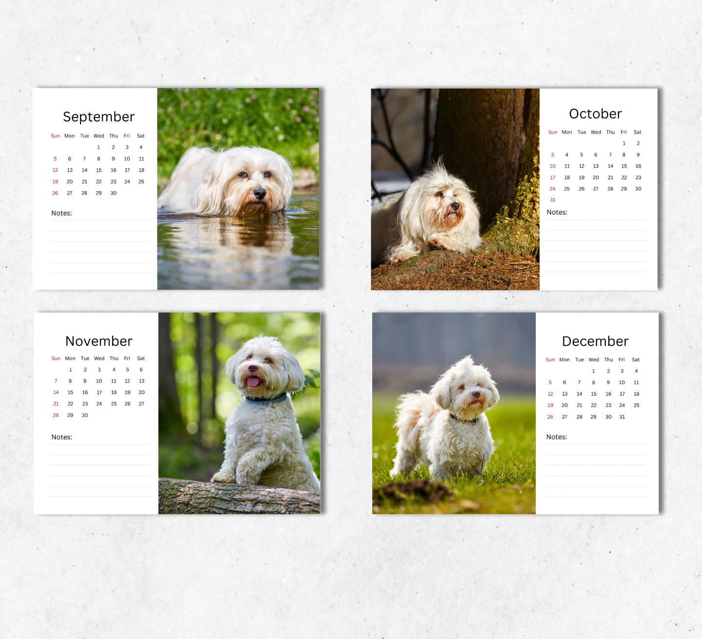 Havanese Dog Desk Calendar 2027-2028