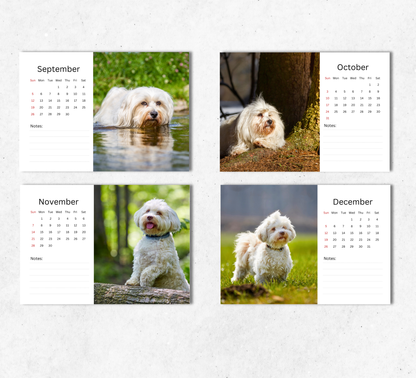 Havanese Dog Desk Calendar 2027-2028