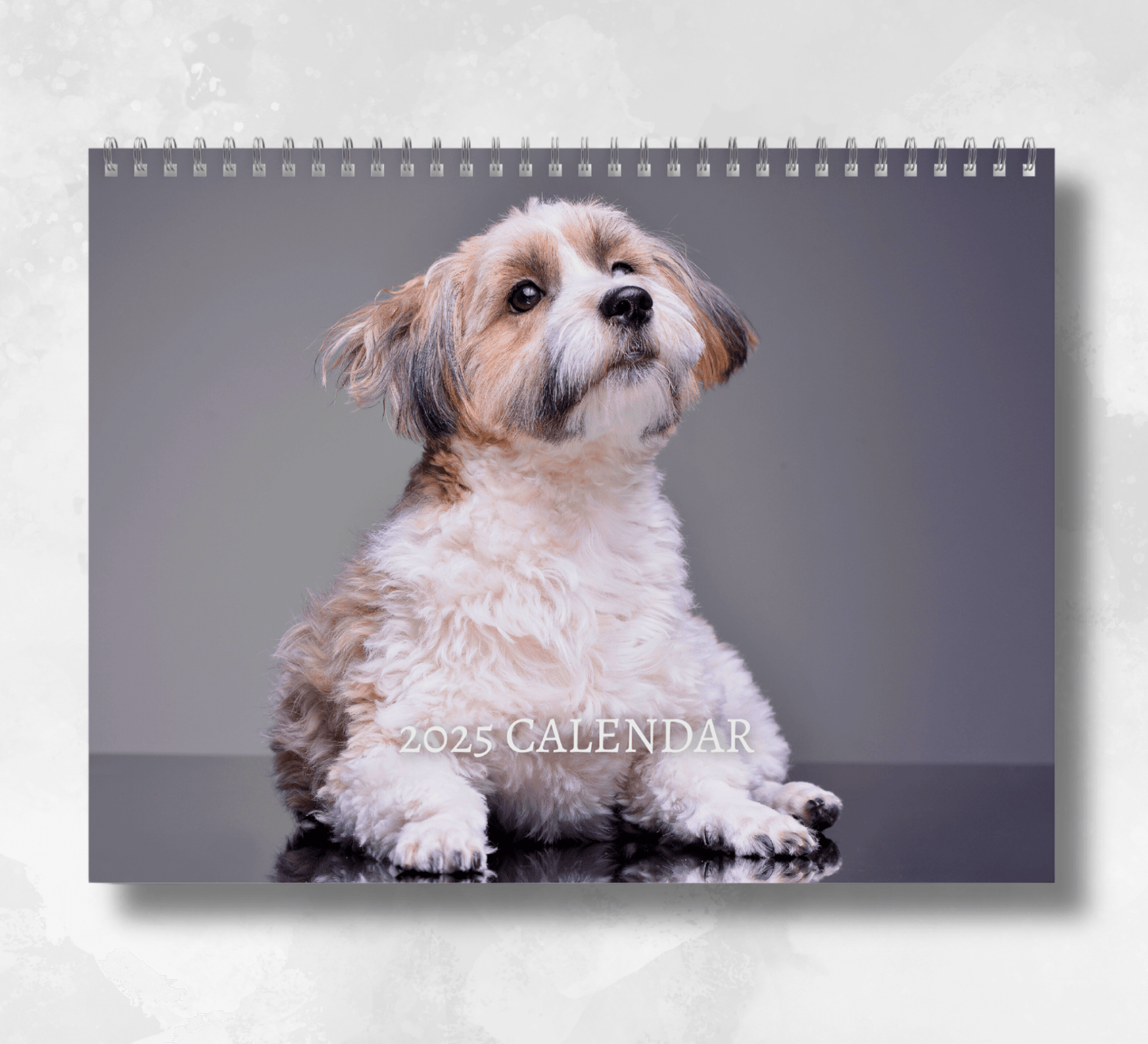 2025 havanese dog Calendar featuring an image of a havanese dog laying down and looking up, with a dark grey backdrop and floor.