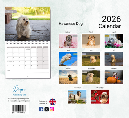 Havanese Dog Calendar 2026
