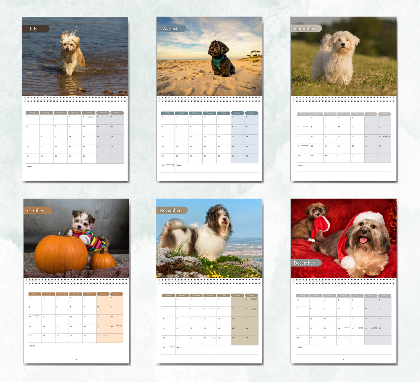 Havanese Dog Calendar 2026