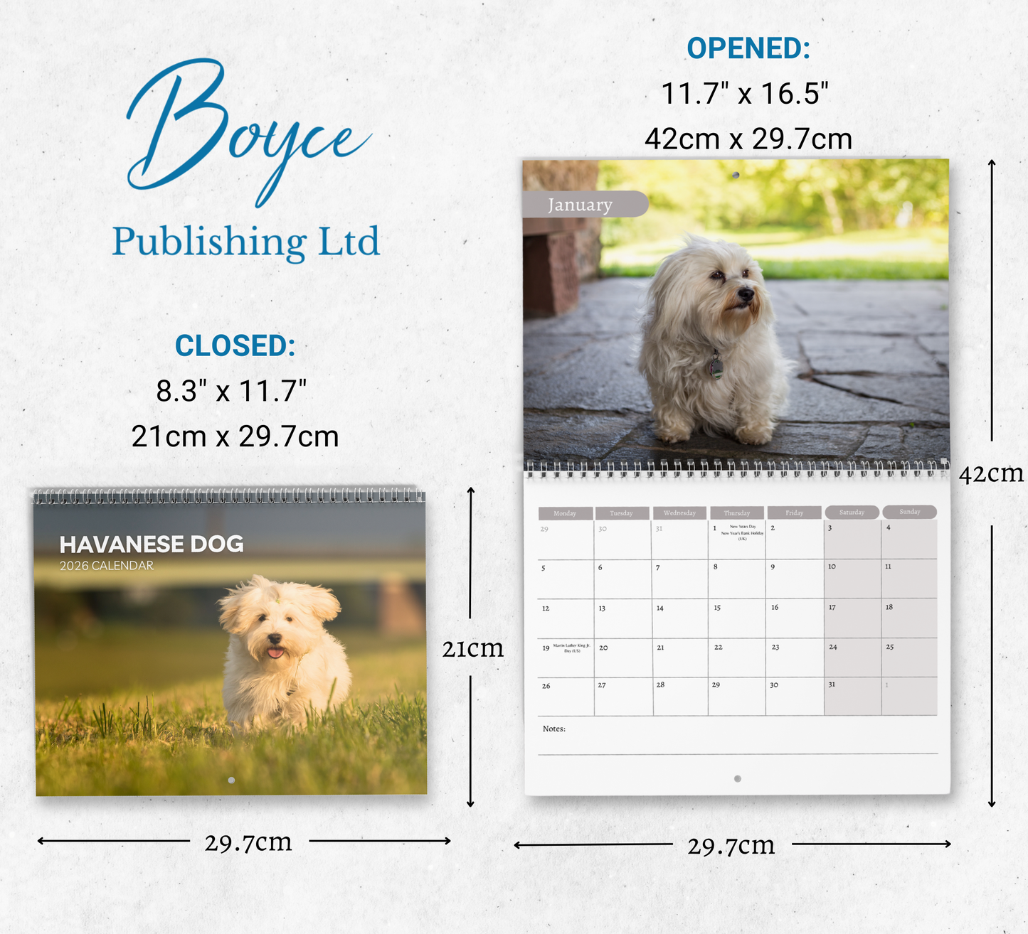 Havanese Dog Calendar 2026