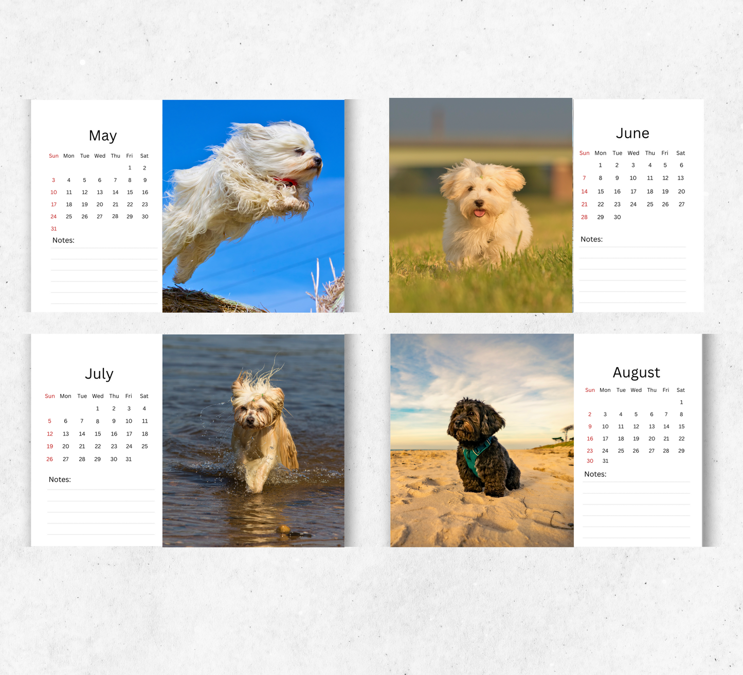 Havanese Dog Desk Calendar 2026-2027