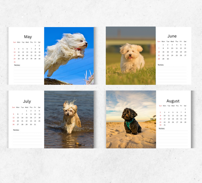 Havanese Dog Desk Calendar 2026-2027