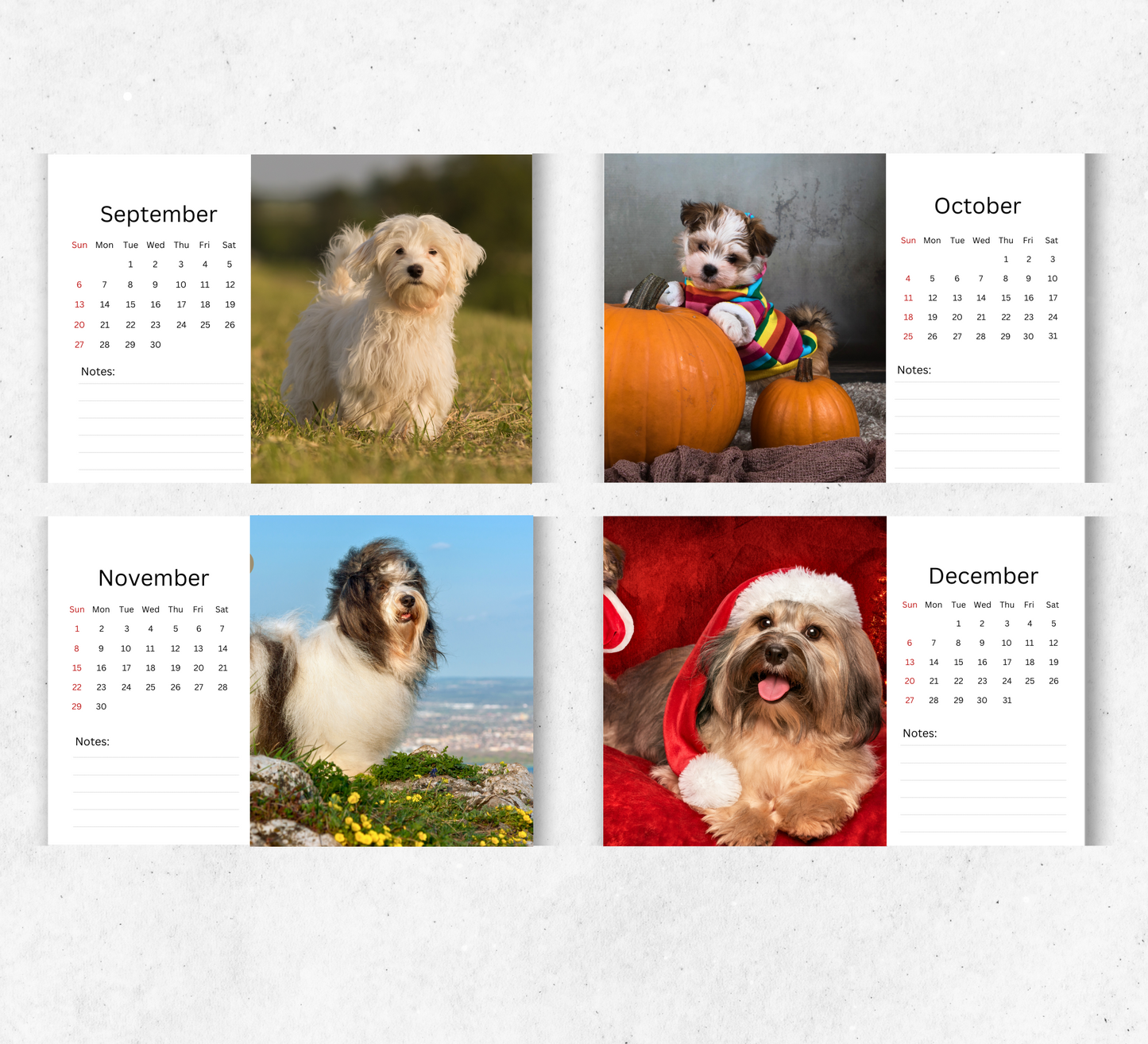 Havanese Dog Desk Calendar 2026-2027
