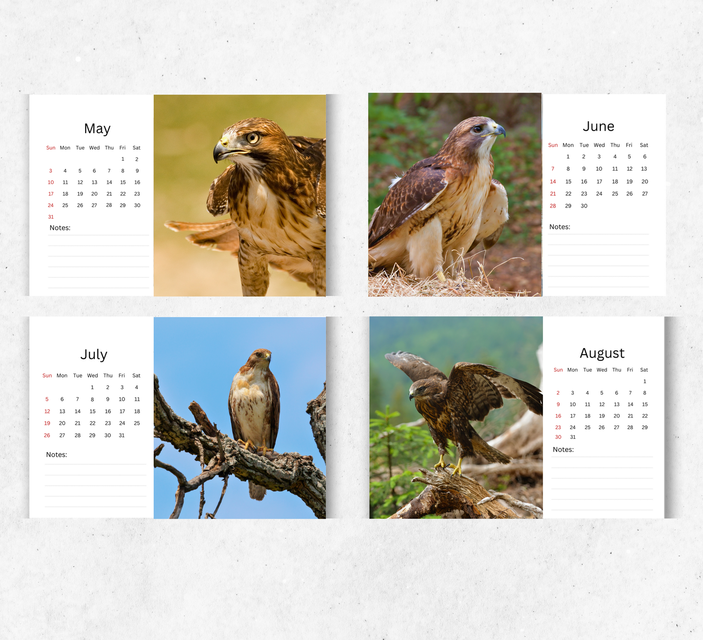Hawk Desk Calendar 2026-2027