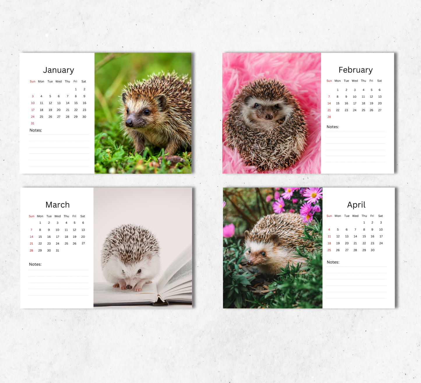 Hedgehog Desk Calendar 2027-2028