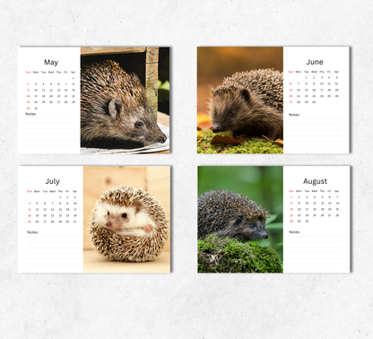 Hedgehog Desk Calendar 2027-2028