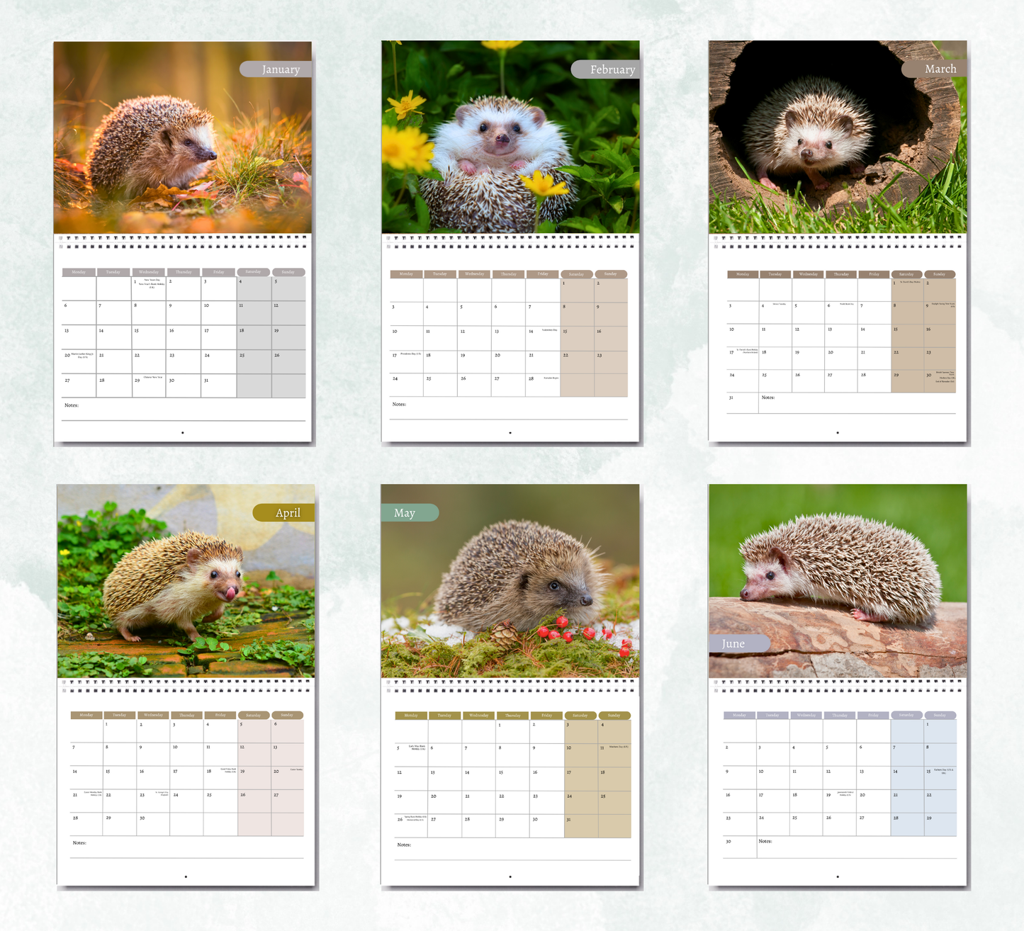 Hedgehog Calendar 2026