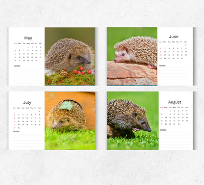 Hedgehog Desk Calendar 2026-2027