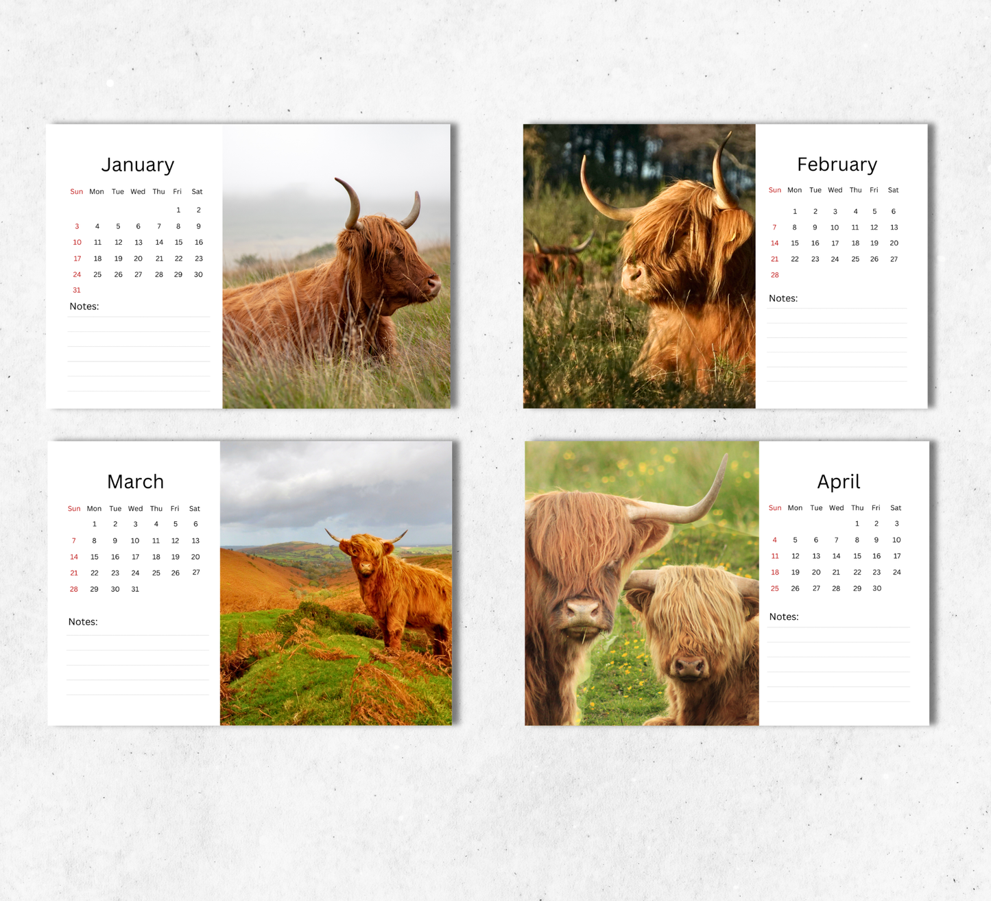 Highland Cow Desk Calendar 2027-2028