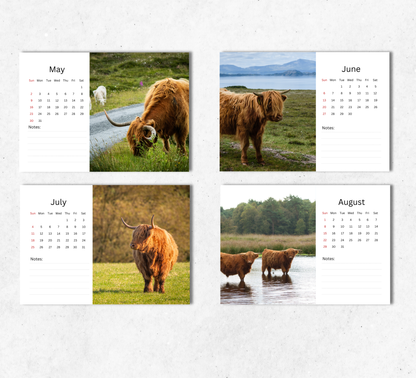 Highland Cow Desk Calendar 2027-2028