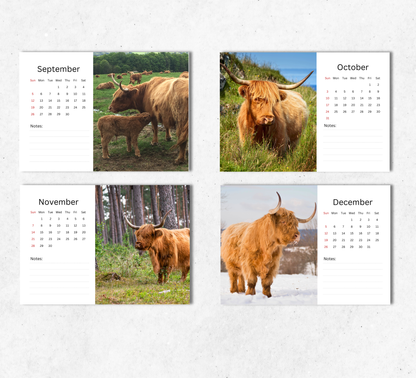 Highland Cow Desk Calendar 2027-2028