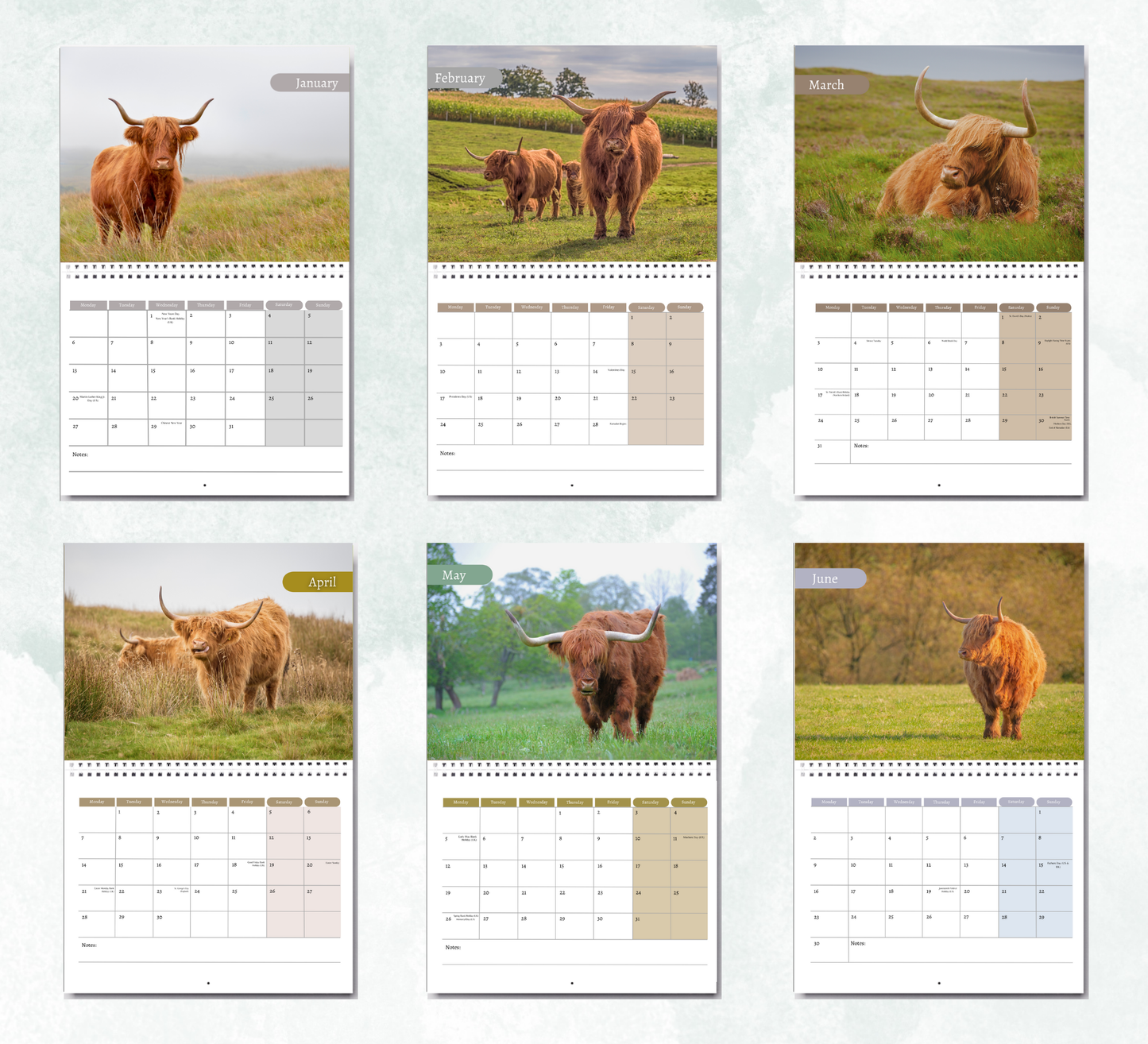Highland Cow Calendar 2026