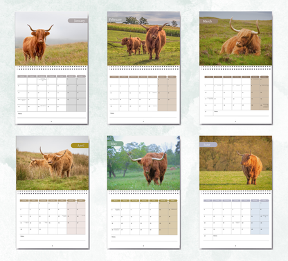 Highland Cow Calendar 2026
