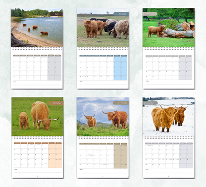 Highland Cow Calendar 2026