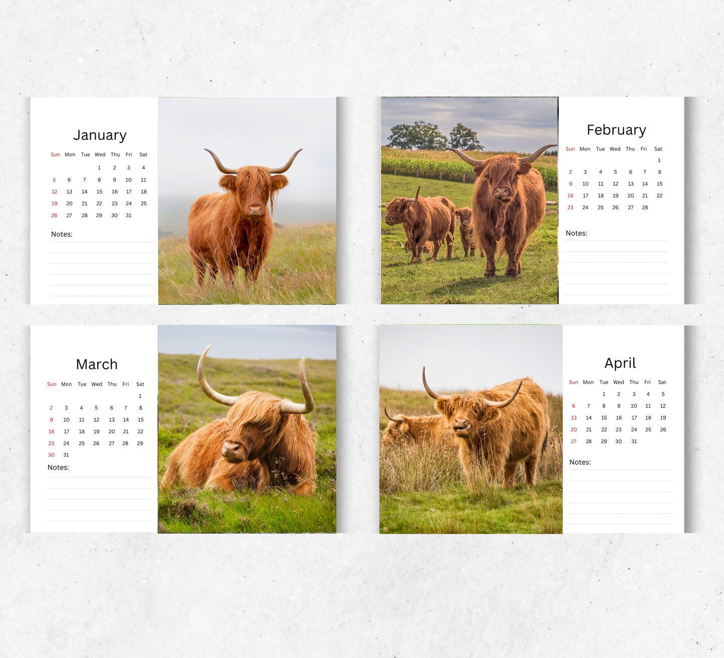 Highland Cow Desk Calendar 2026-2027