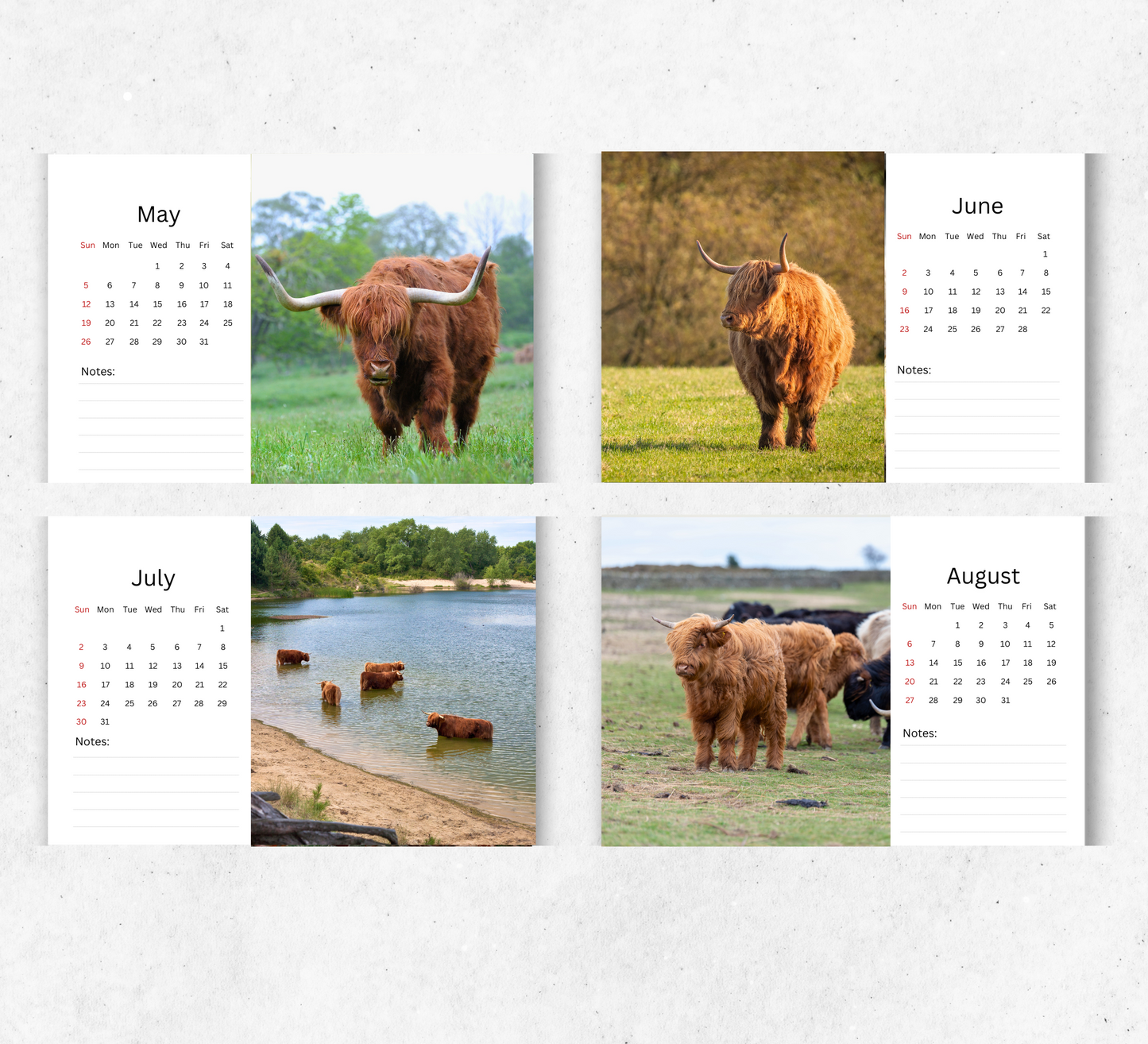 Highland Cow Desk Calendar 2026-2027