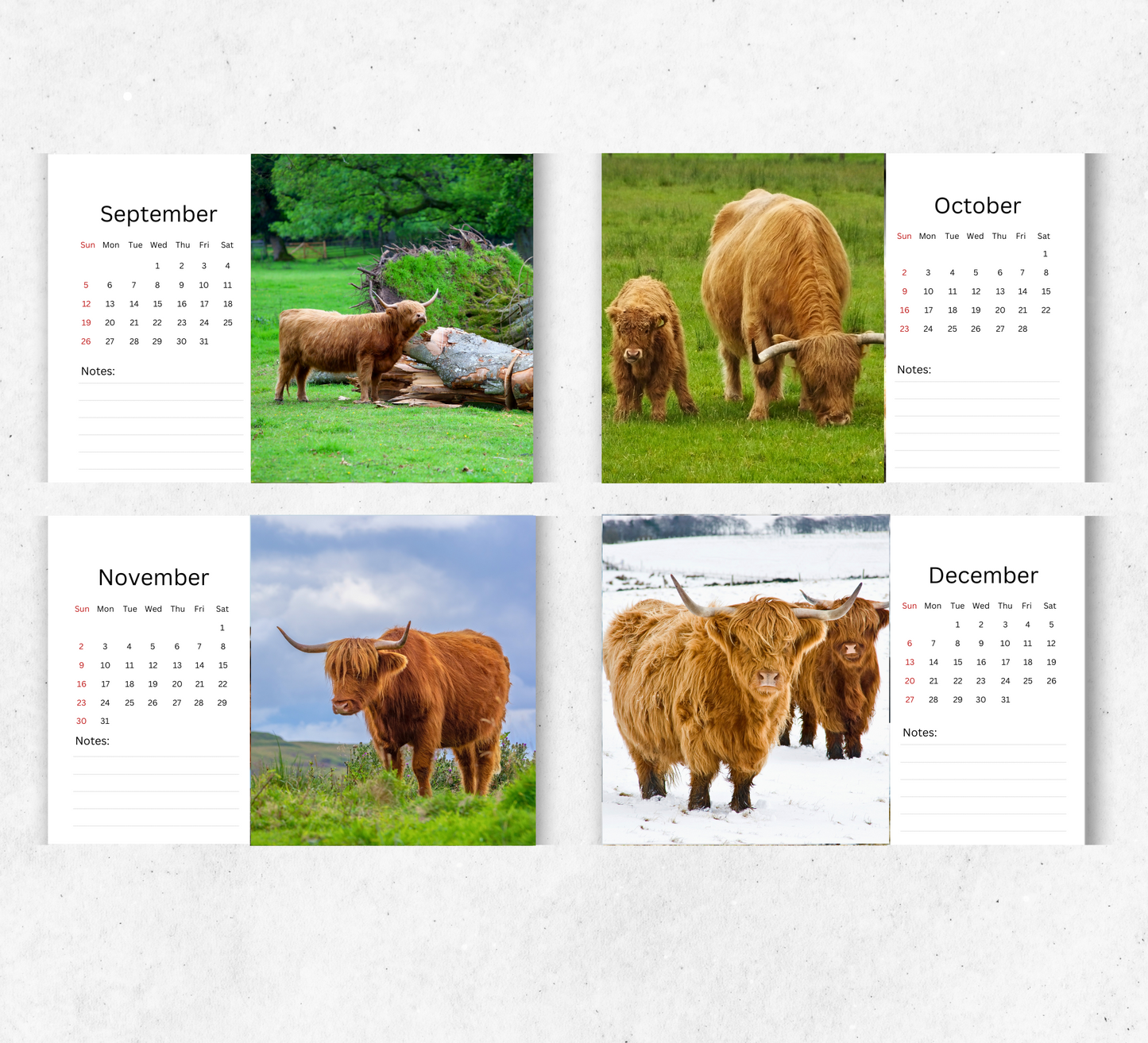 Highland Cow Desk Calendar 2026-2027
