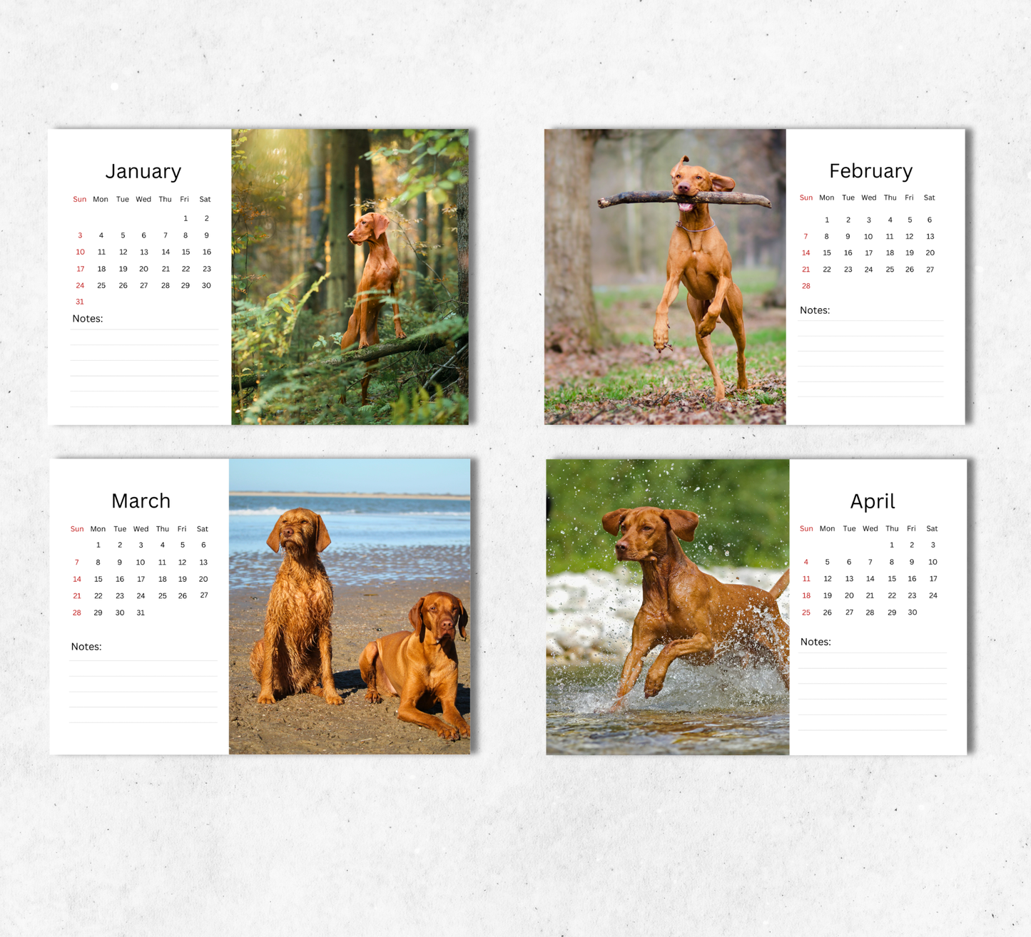 Hungarian Vizsla Desk Calendar 2027-2028