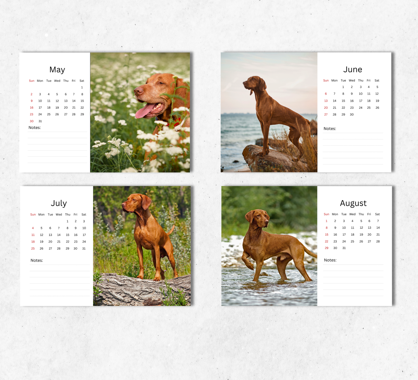 Hungarian Vizsla Desk Calendar 2027-2028
