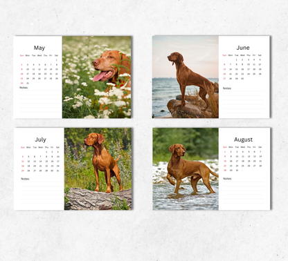 Hungarian Vizsla Desk Calendar 2027-2028