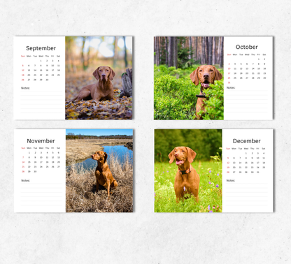 Hungarian Vizsla Desk Calendar 2027-2028