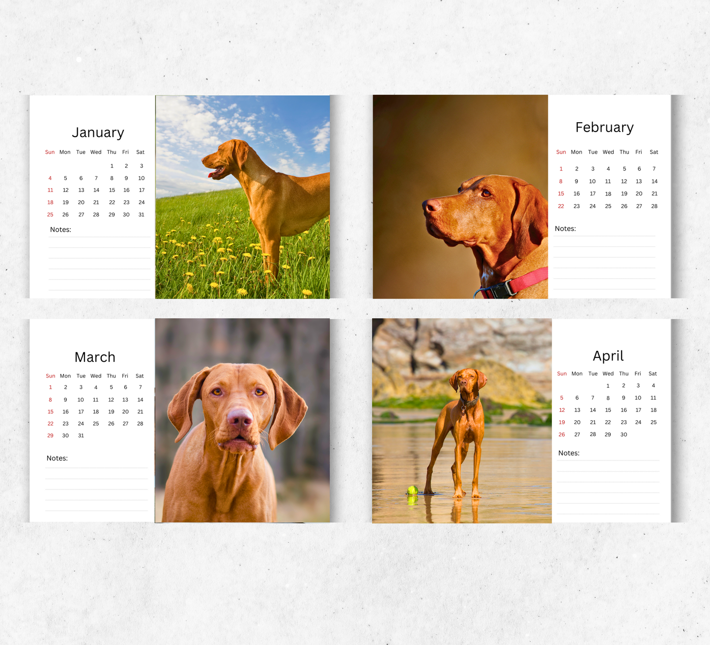 Hungarian Vizsla Desk Calendar 2026-2027