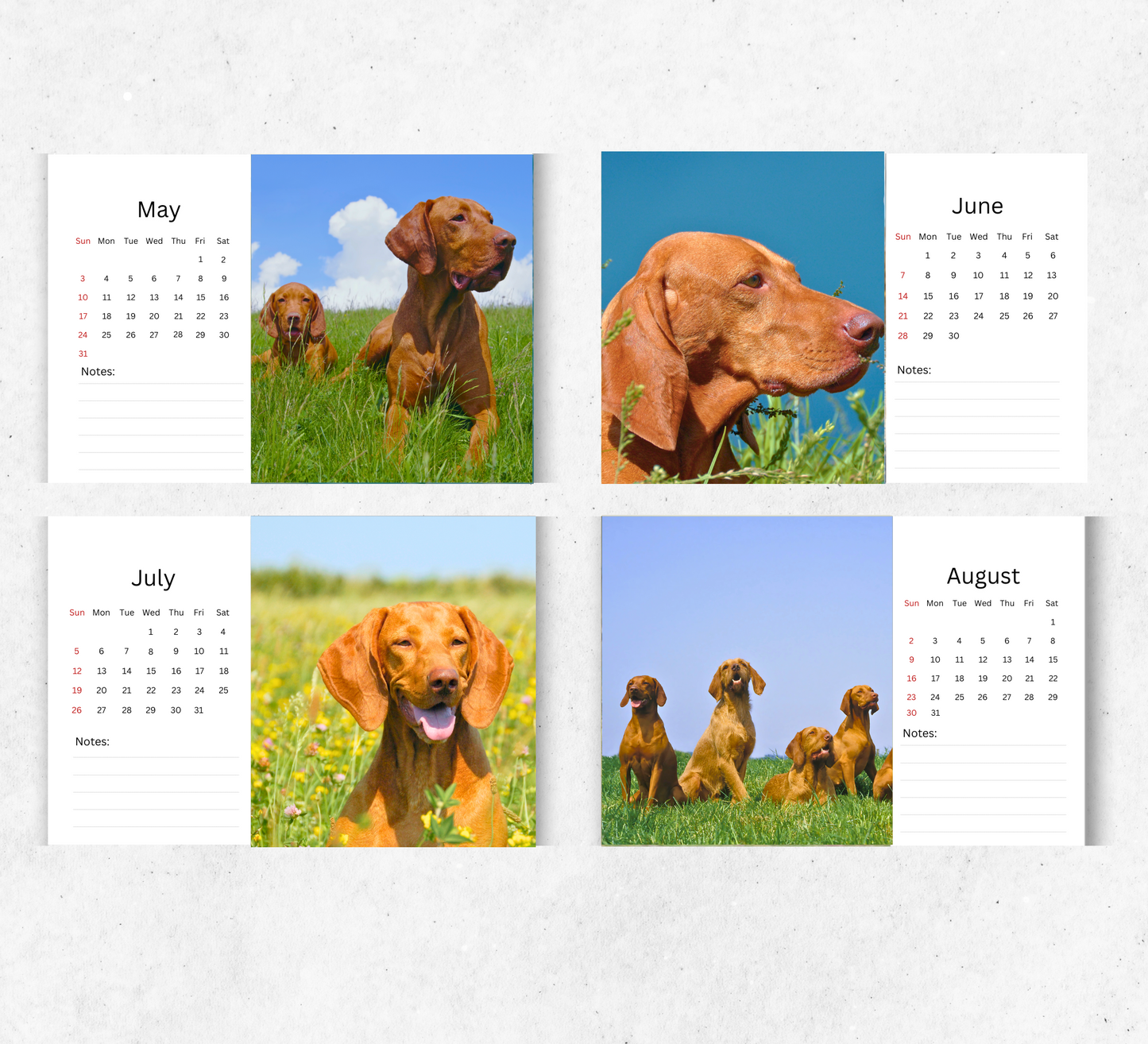 Hungarian Vizsla Desk Calendar 2026-2027