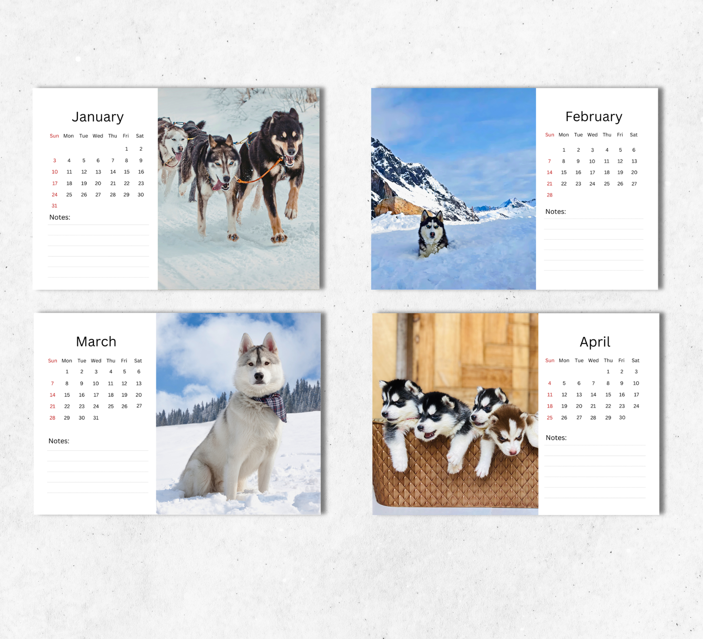 Husky Desk Calendar 2027-2028