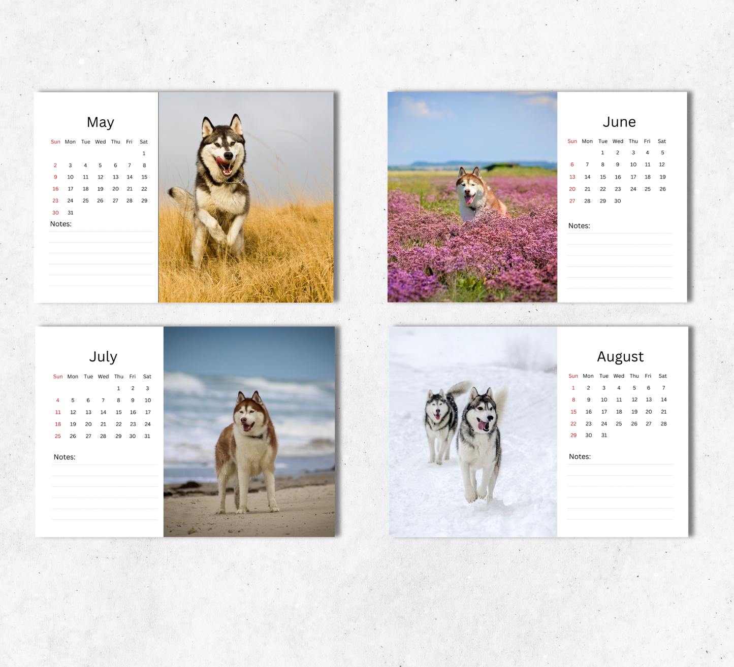 Husky Desk Calendar 2027-2028