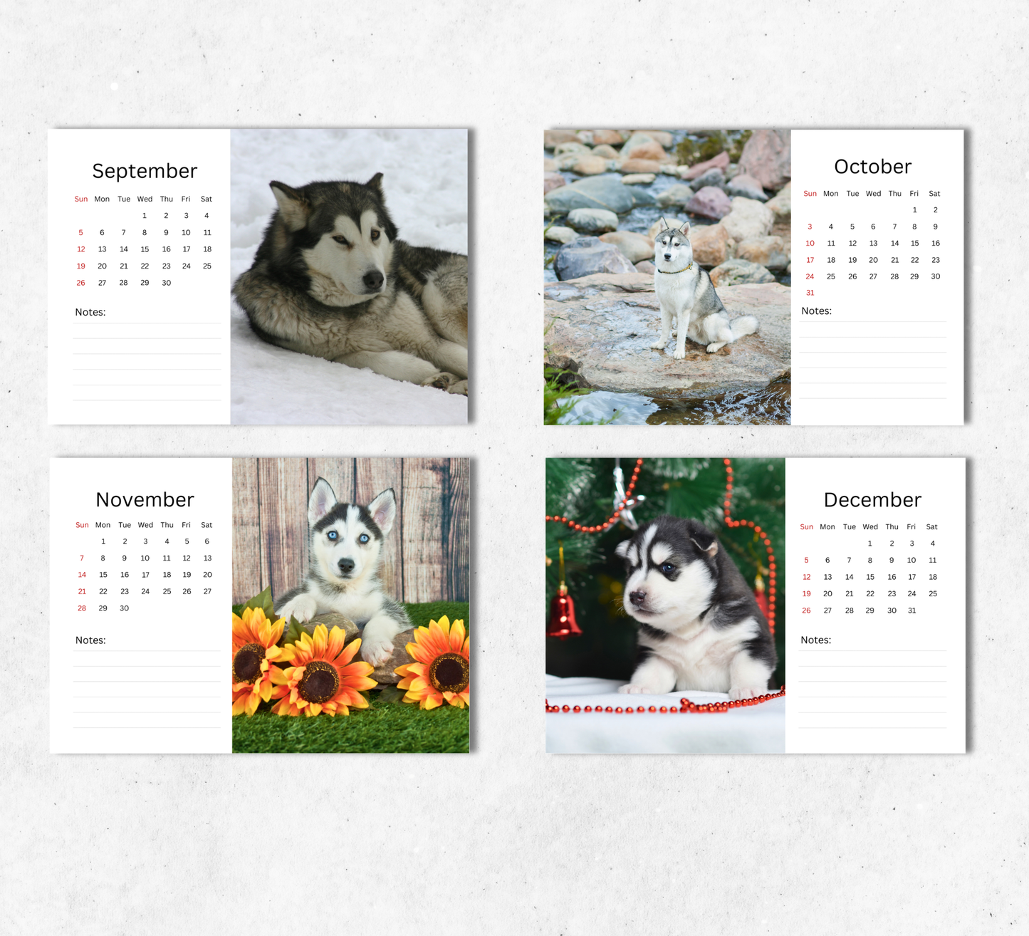 Husky Desk Calendar 2027-2028