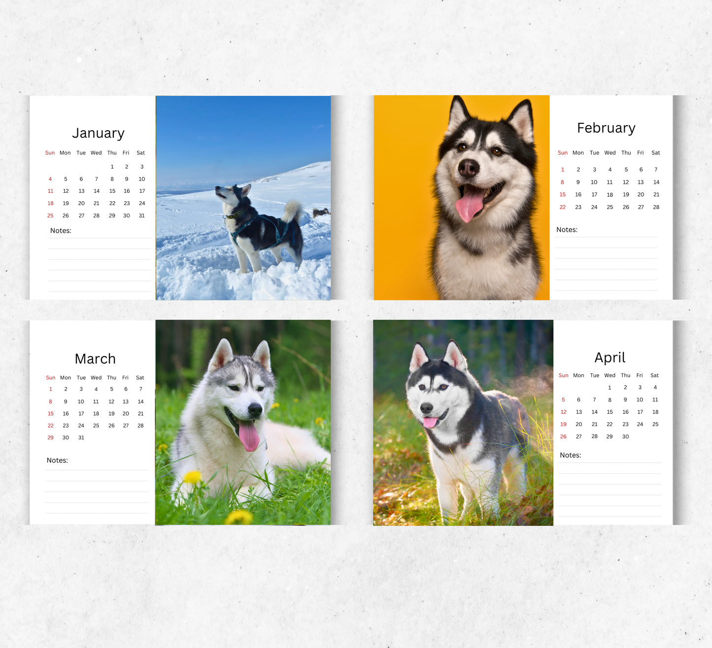 Husky Desk Calendar 2026-2027