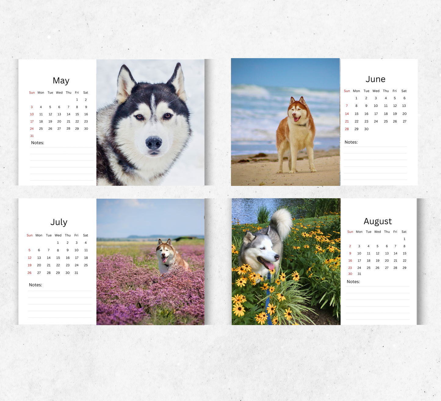 Husky Desk Calendar 2026-2027