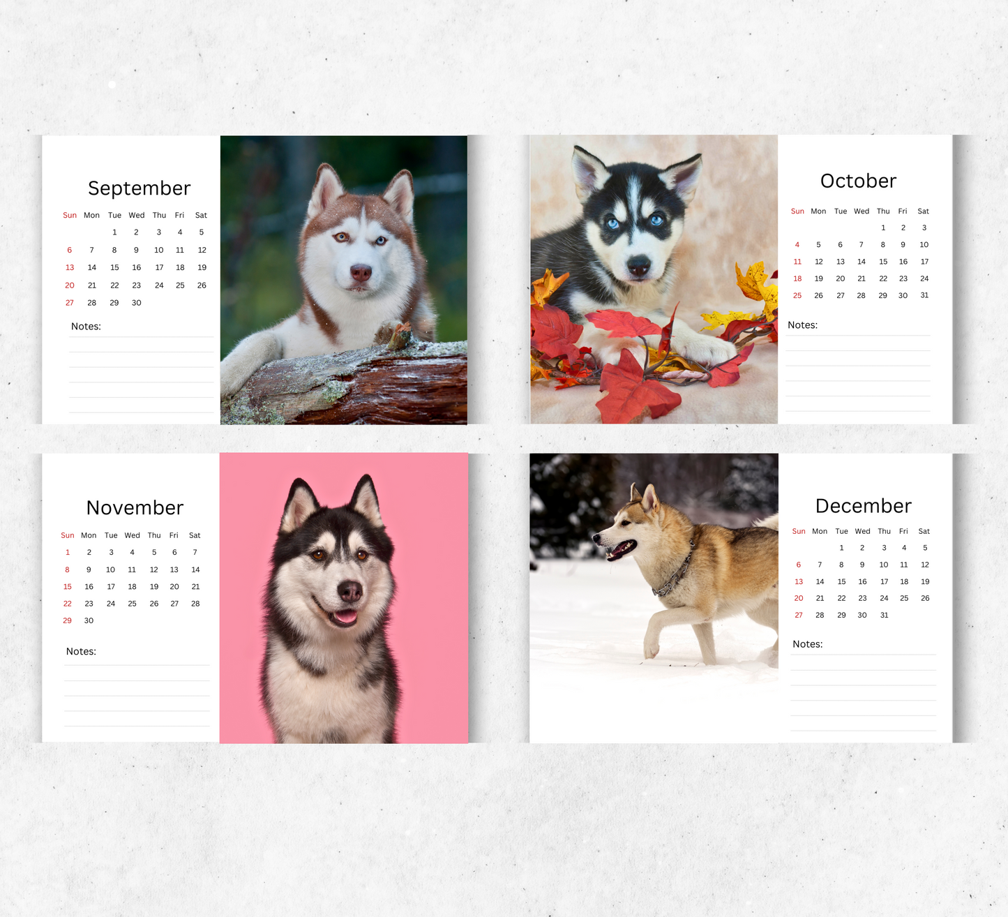 Husky Desk Calendar 2026-2027