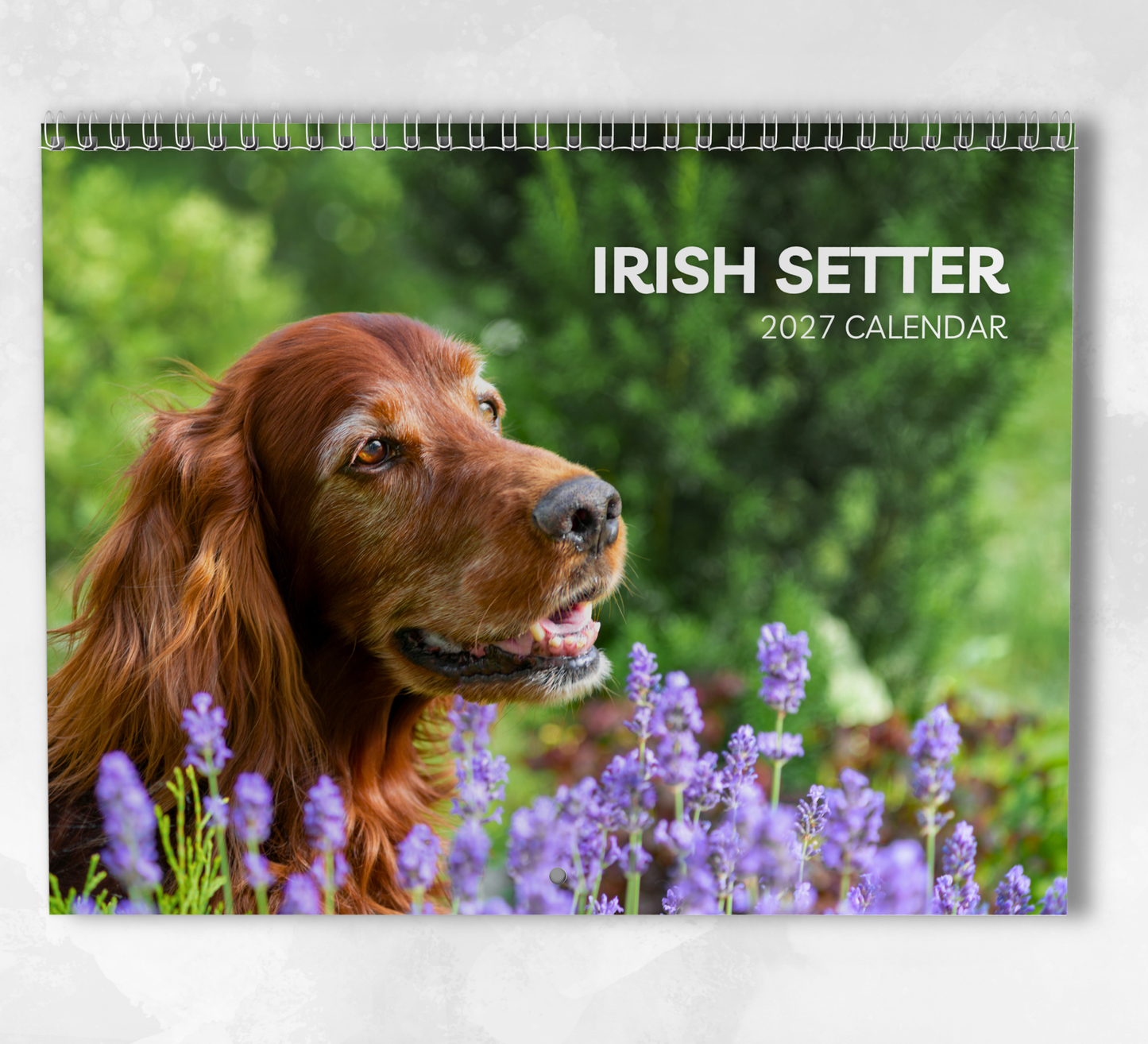 Irish Setter Calendar 2027