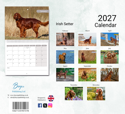 Irish Setter Calendar 2027