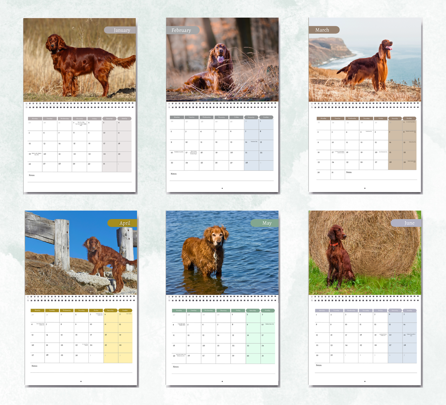 Irish Setter Calendar 2027
