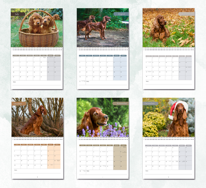 Irish Setter Calendar 2027